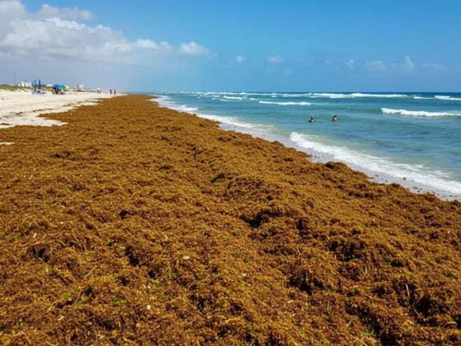 Sargassum barriers installed along the coast of Puerto Morelos, Quintana Roo, to contain seaweed influx.