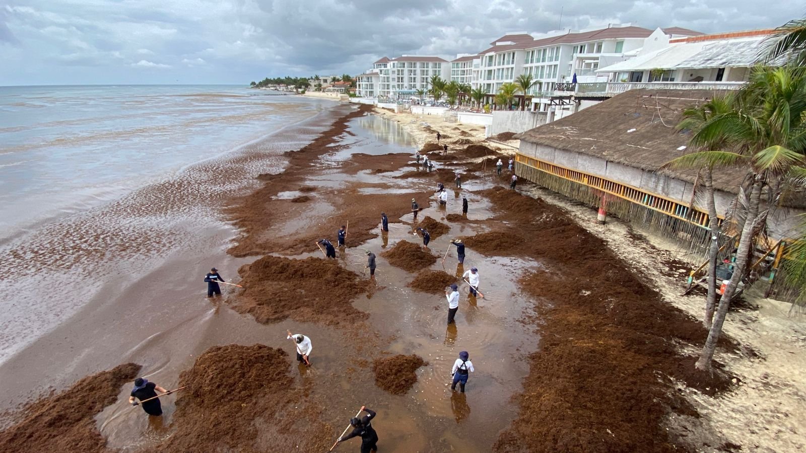 Aerial view of sargassum covering the beach in Playa del Carmen, with cleanup crews working along the shoreline