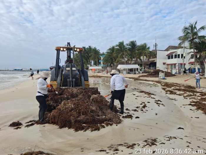 Aerial view of sargassum seaweed washing ashore on a beach in the Riviera Maya region