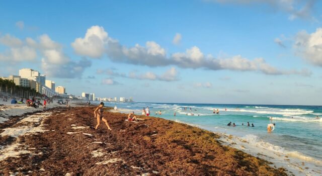 Massive sargassum accumulation on a beach in Quintana Roo, Mexico