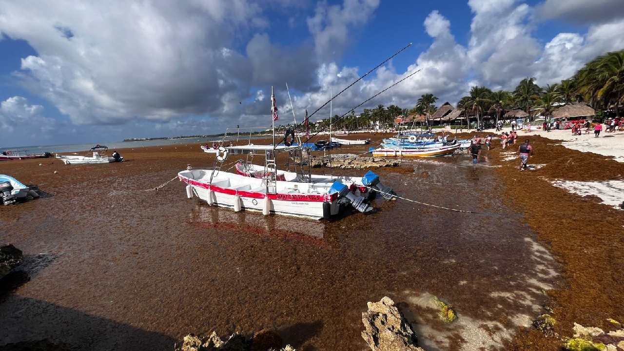 Sargassum seaweed washed up on a beach in the Mexican Caribbean