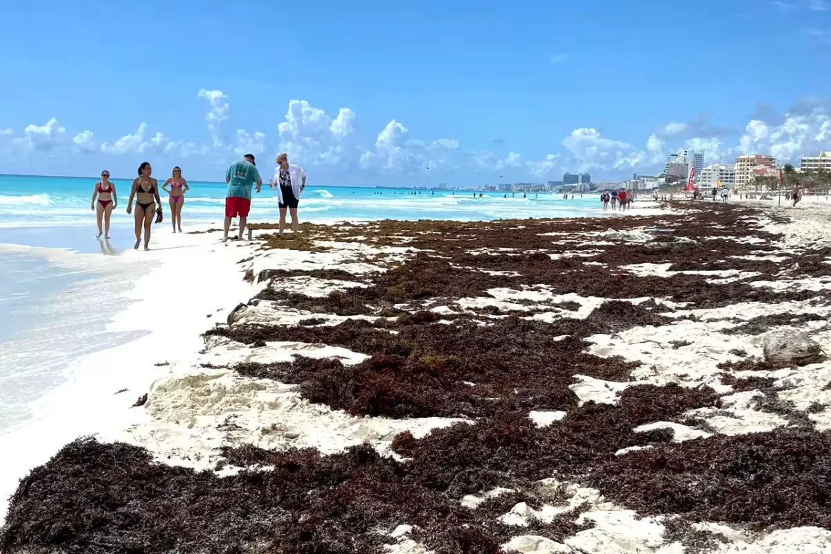 Aerial view showing sargassum seaweed washing ashore on a beach in Quintana Roo, Mexico