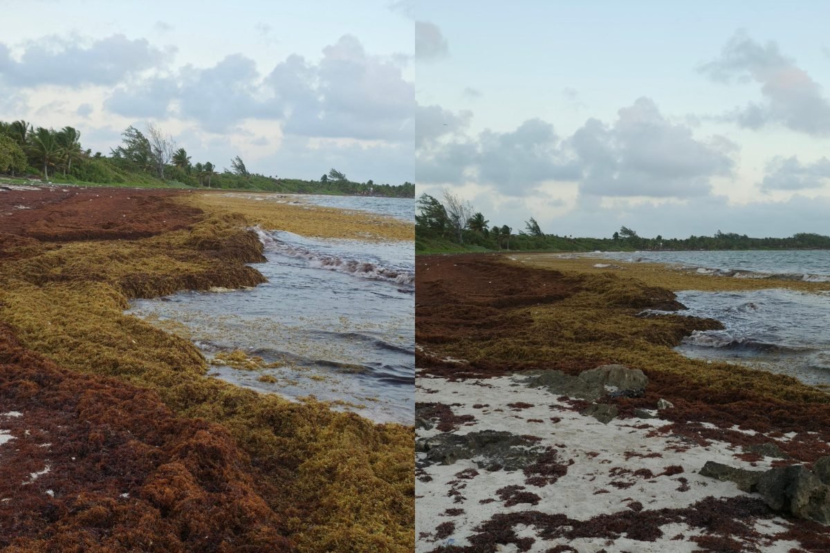 Sargassum seaweed covering a beach in Quintana Roo, Mexico