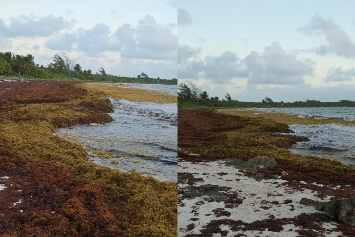 Sargassum seaweed covering a beach in Quintana Roo, Mexico