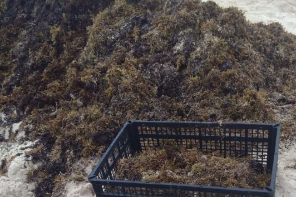 A pile of seaweed beside a black basket filled with more seaweed on a sandy beach.