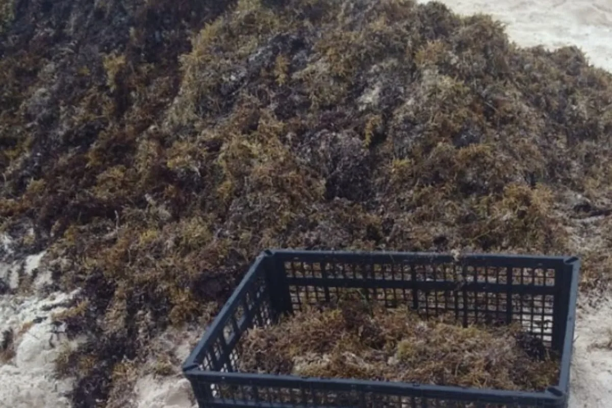 A pile of seaweed beside a black basket filled with more seaweed on a sandy beach.