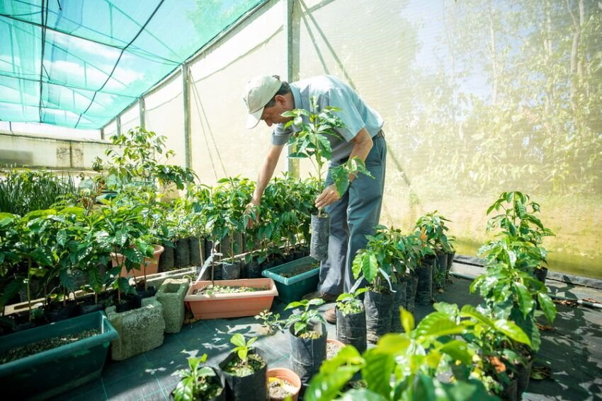 A close-up image showing different varieties of coffee trees, part of Starbucks' agricultural research program.