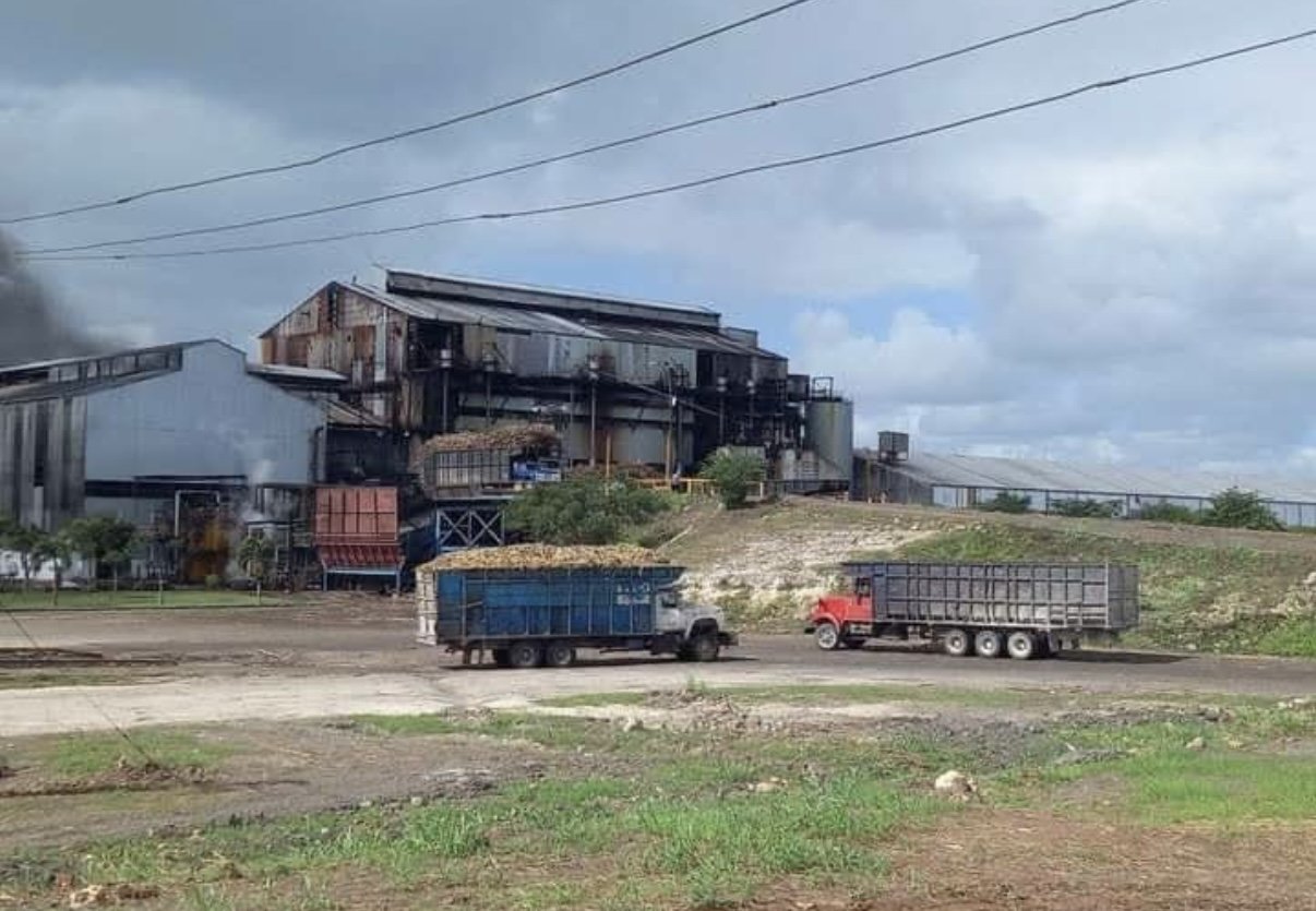 A field of sugar cane being harvested in Quintana Roo, Mexico