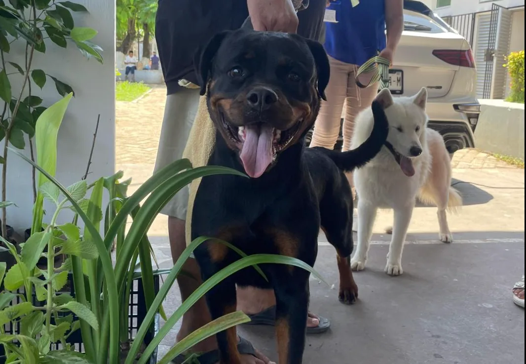 A pet owner with their dog at a vaccination station in Tulum