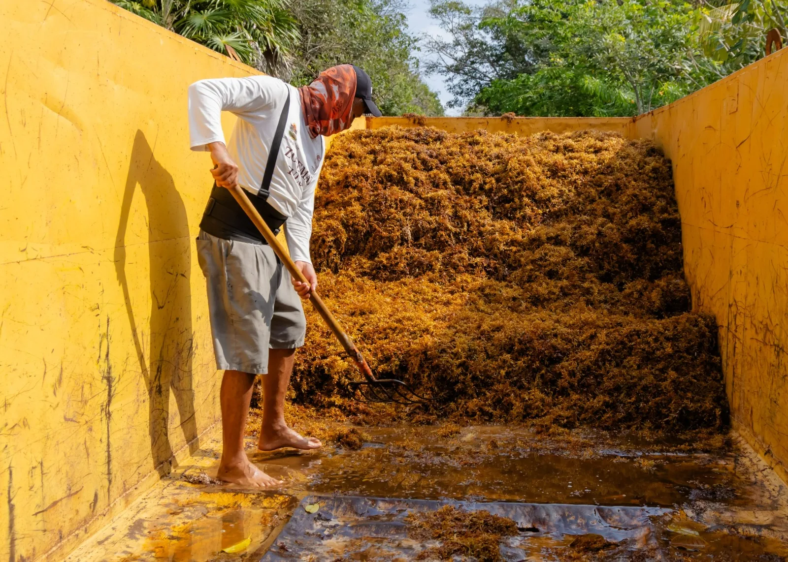 Workers and officials inspecting sargassum collection containers along Tulum's hotel zone beachfront