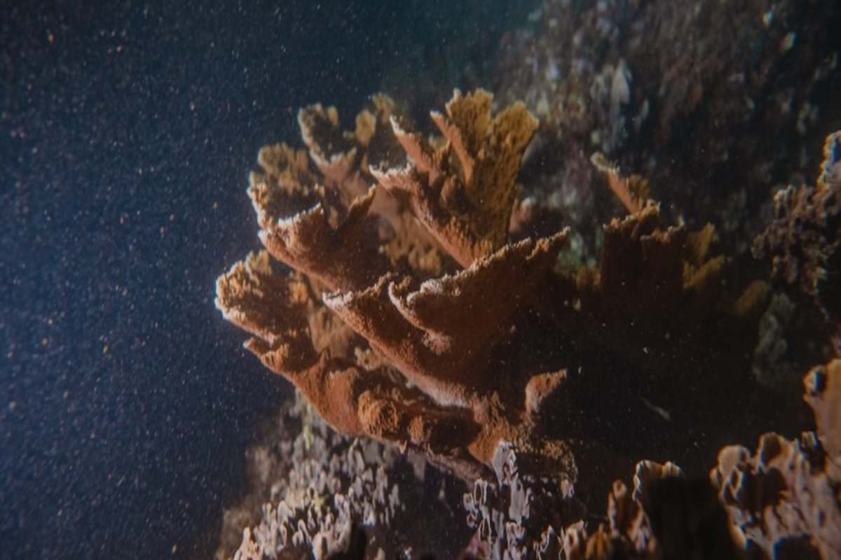 A close-up view of coral formations underwater, illuminated by soft light with particles floating in the water