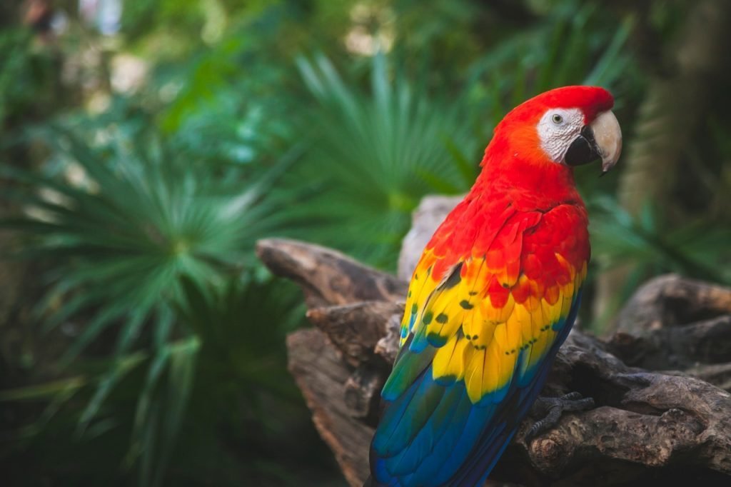 A macaw at Xcaret park in Quintana Roo, Mexico