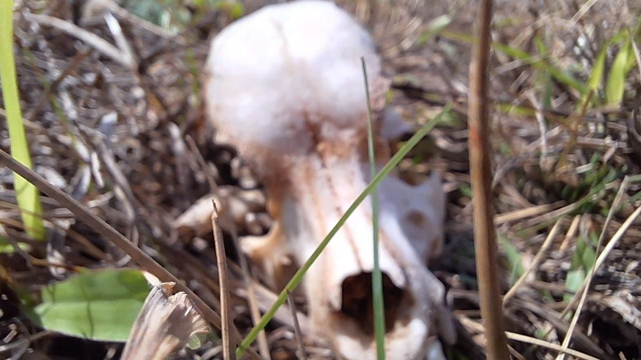 Illustration showing legal documents and a symbolic representation of the Xibabá crematorium case in Chetumal, Quintana Roo
