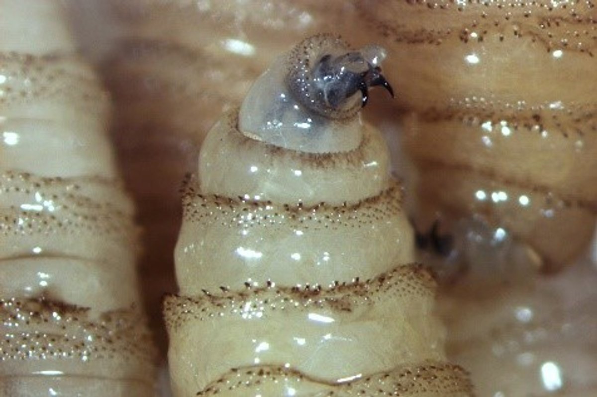 Health officials in Yucatán are monitoring screwworm myiasis cases