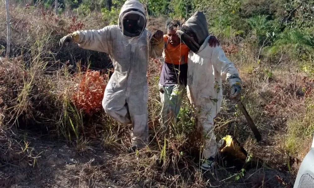 A swarm of Africanized bees on a tree branch in Chetumal