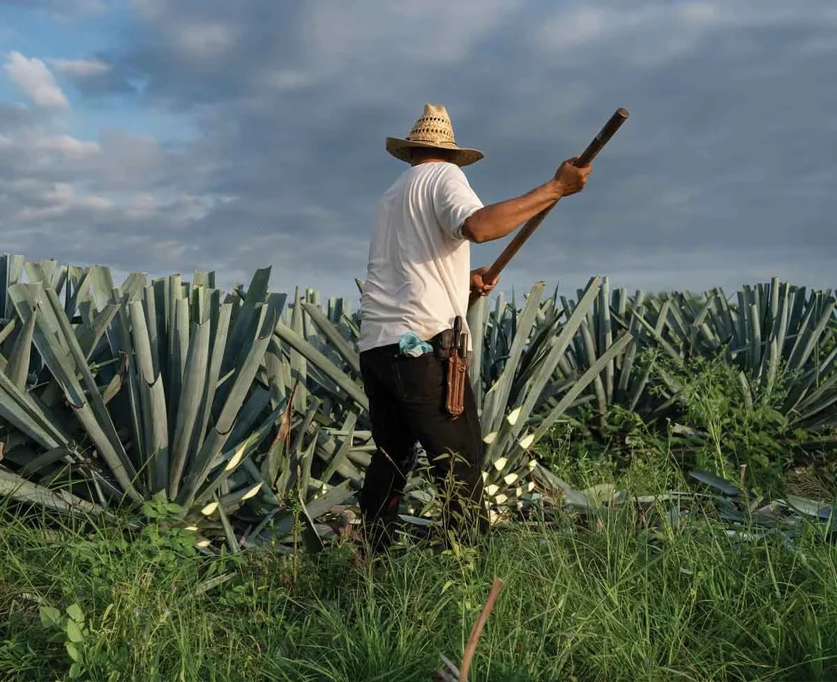 A man wearing a straw hat and holding a large tool stands amidst agave plants in a field, with a cloudy sky overhead.$#$ CAPTION