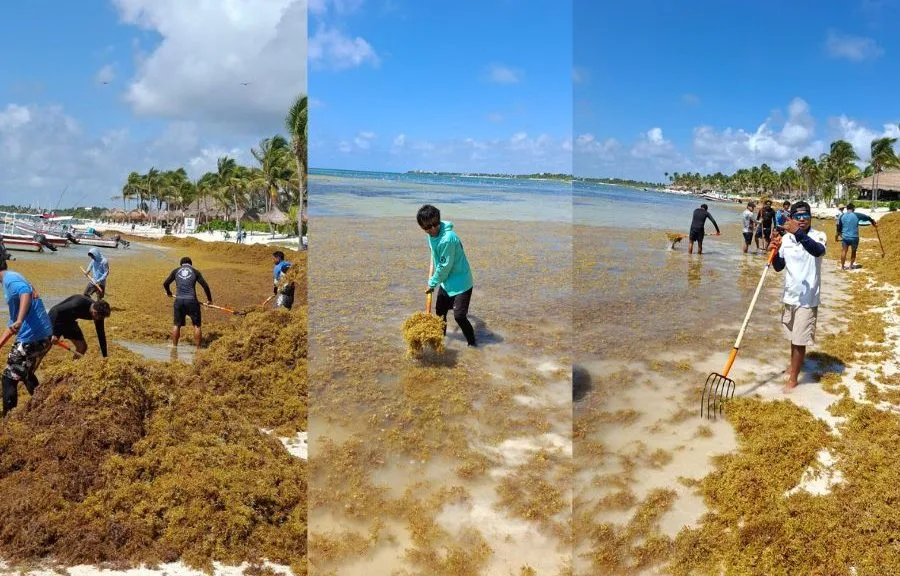 Workers removing sargasso from Akumal Bay beach with machinery
