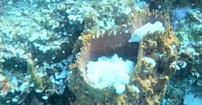 Divers observe barrel sponges releasing white reproductive material in Cozumel's marine park