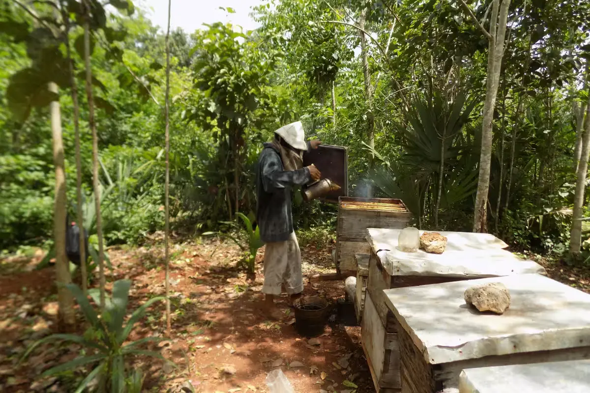 Beekeepers in Peto, Yucatán, inspecting beehives damaged by badgers