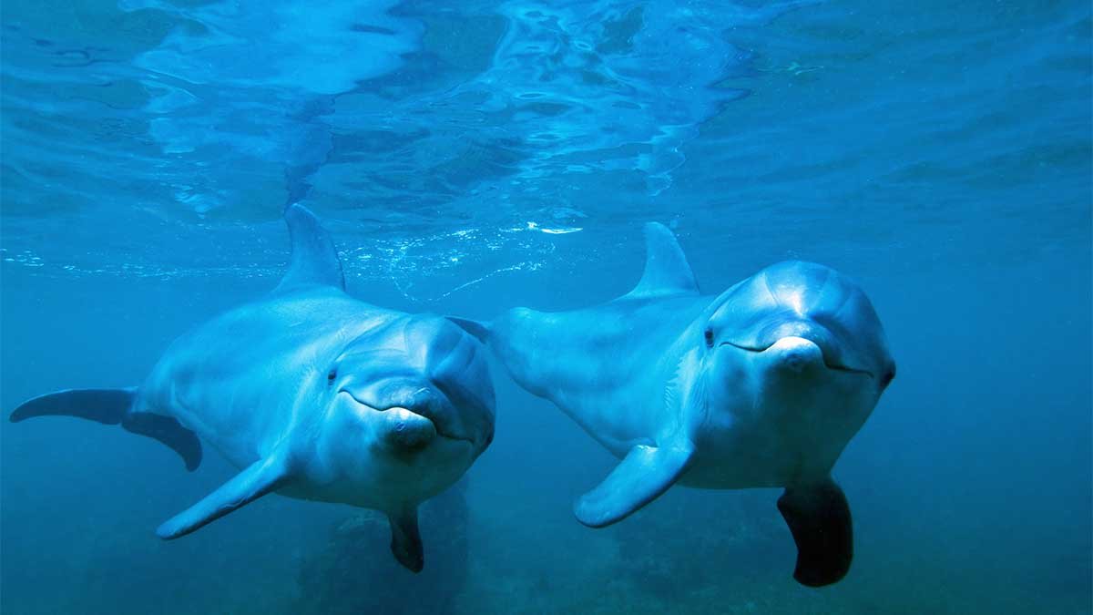 Dolphins swimming in a pool at the closed dolphinarium near Ventura Park in Cancun