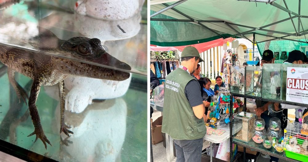 Authorities conducting a raid at a market in Cancún, Mexico, where exotic animals were seized