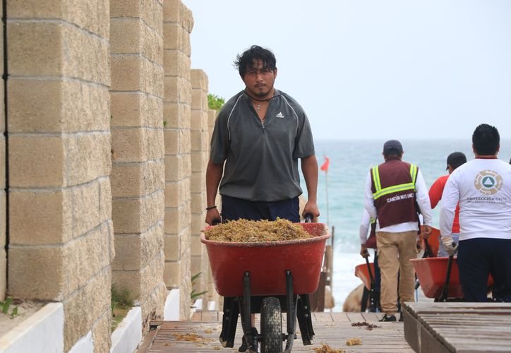 People cleaning sargassum on a beach in Cancún, Mexico