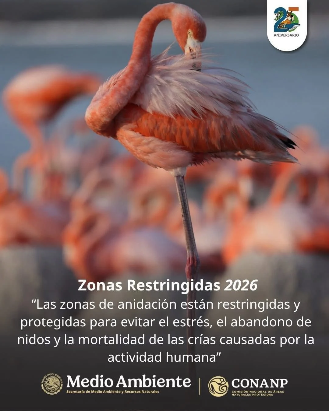 Aerial view of pink flamingos in the Ría Celestún Biosphere Reserve during breeding season