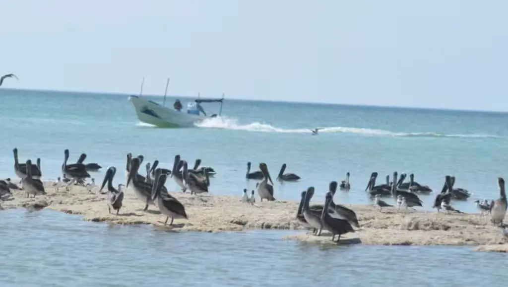 Aerial view of the El Palmar State Reserve in Celestún, Yucatan, showing coastal wetlands and vegetation