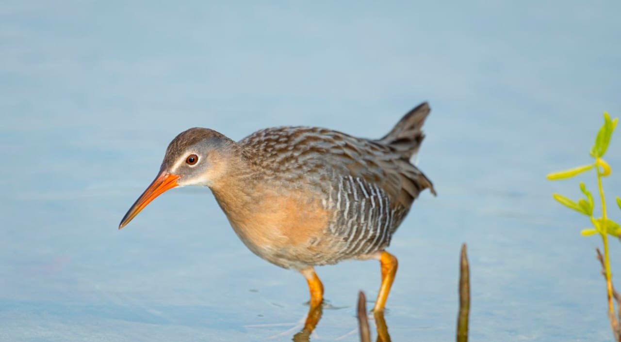 Coastal rail birds with chicks in dense vegetation at Punta Sur, Cozumel