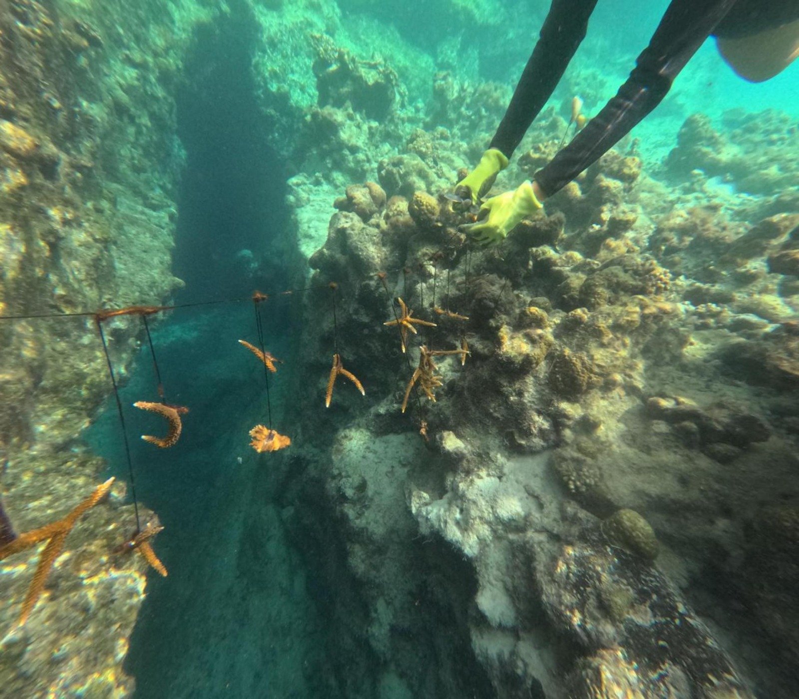 A diver inspecting healthy juvenile coral colonies in Chankanaab Lagoon, Cozumel