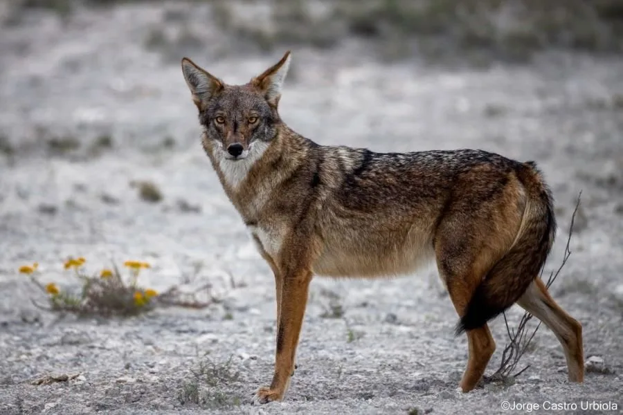 A coyote in the Costa Maya region of Quintana Roo, Mexico