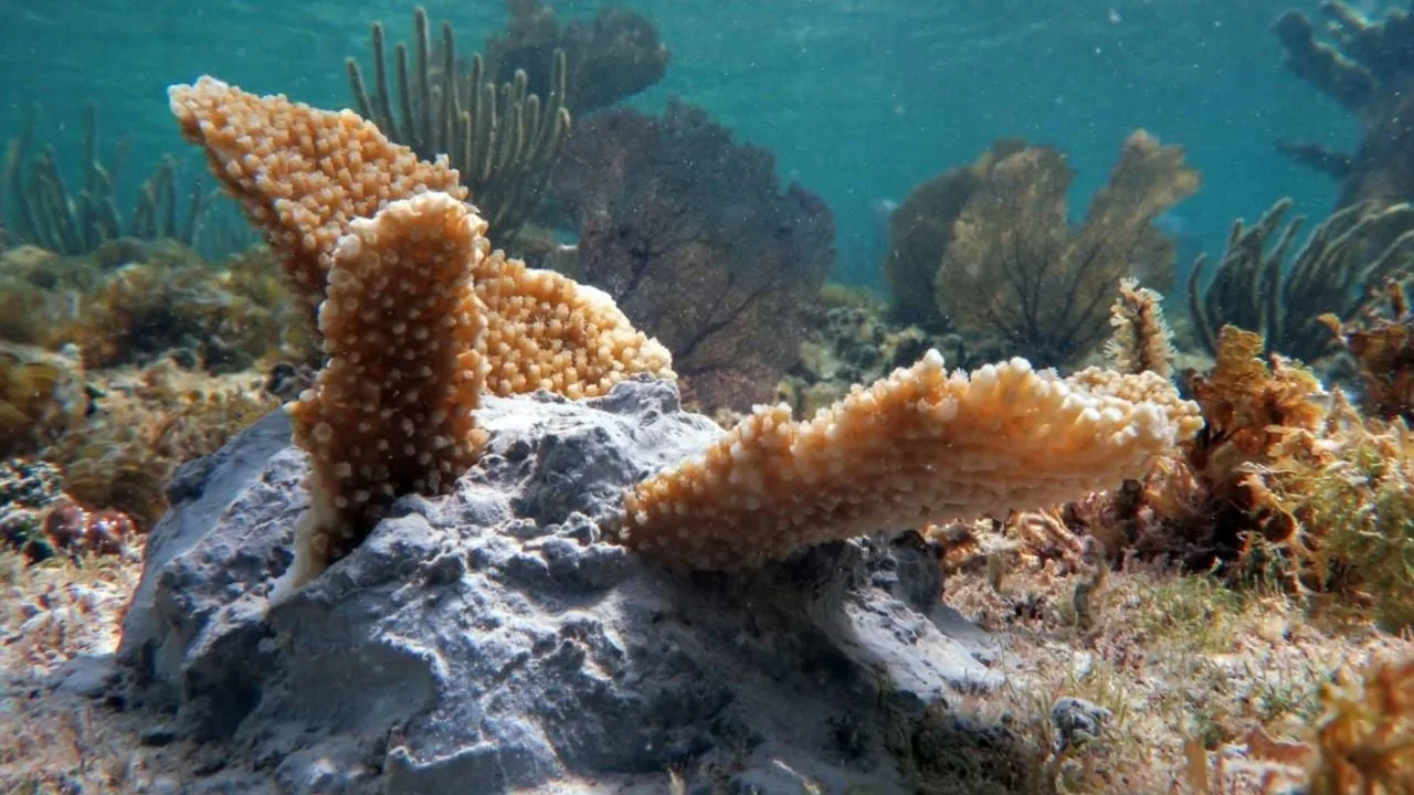 Aerial view of coral reefs in Cozumel's national park