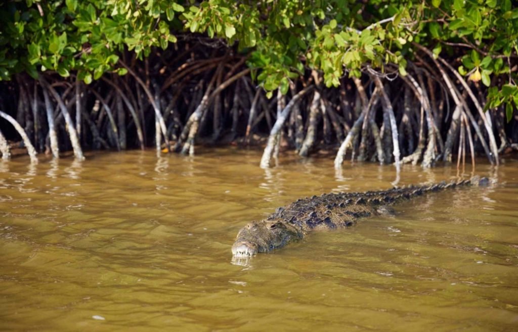 crocodile coba