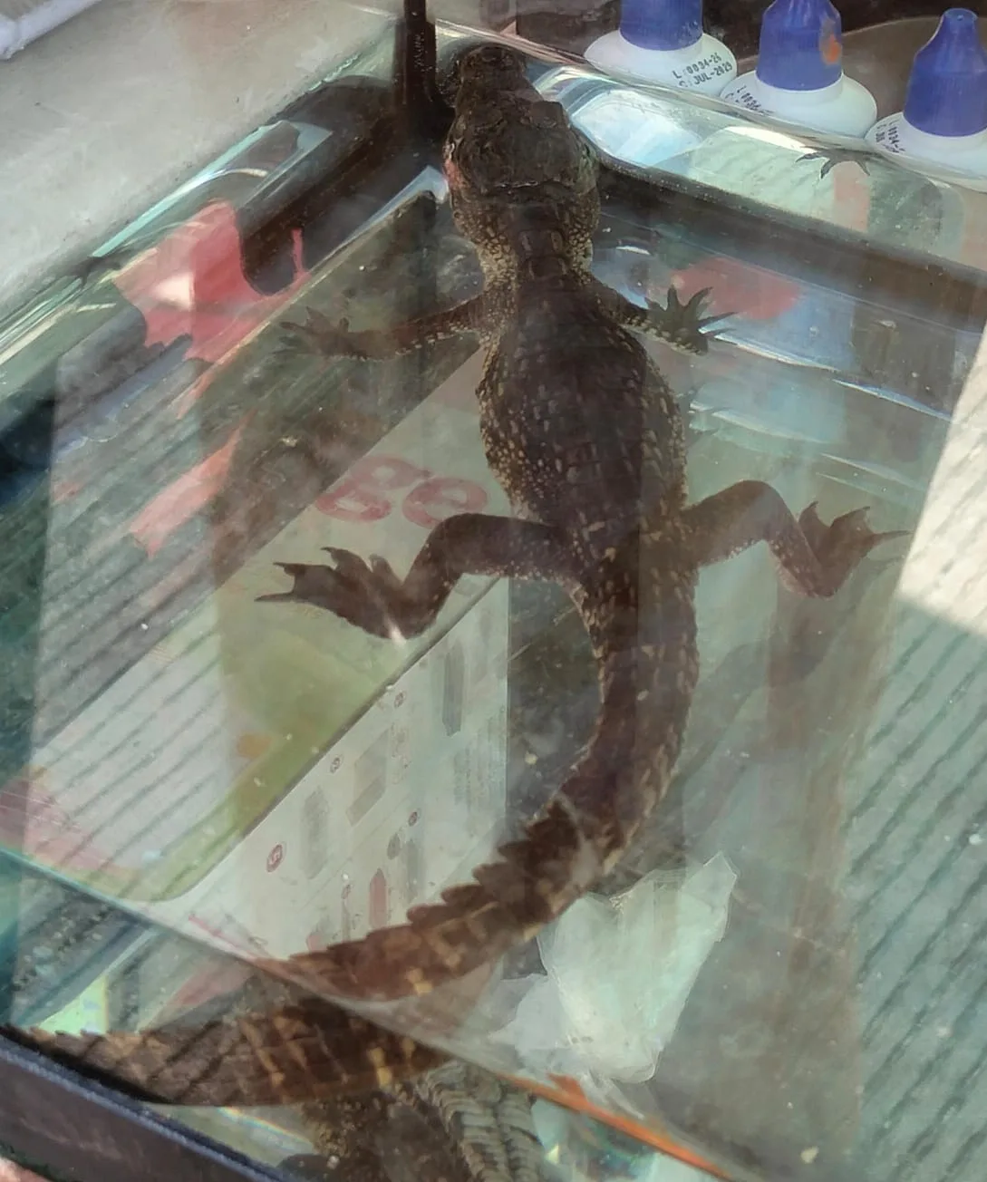 A baby crocodile in an aquarium at a market stall in Cancún