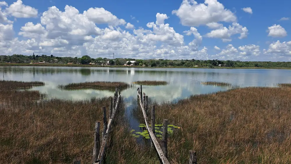 A crocodile swimming in the waters of Coba Lagoon in Quintana Roo, Mexico