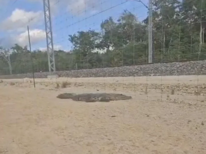 A crocodile on a dirt road next to the Tren Maya railway tracks in Bacalar, Quintana Roo