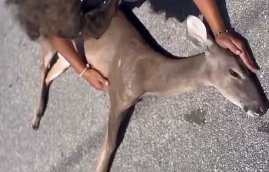 A deer lying on an asphalt road after being hit by a vehicle on Cozumel island