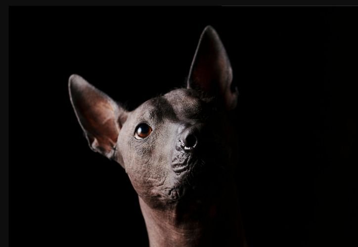 Illustration of a dog and legal scales representing new legislation in Quintana Roo