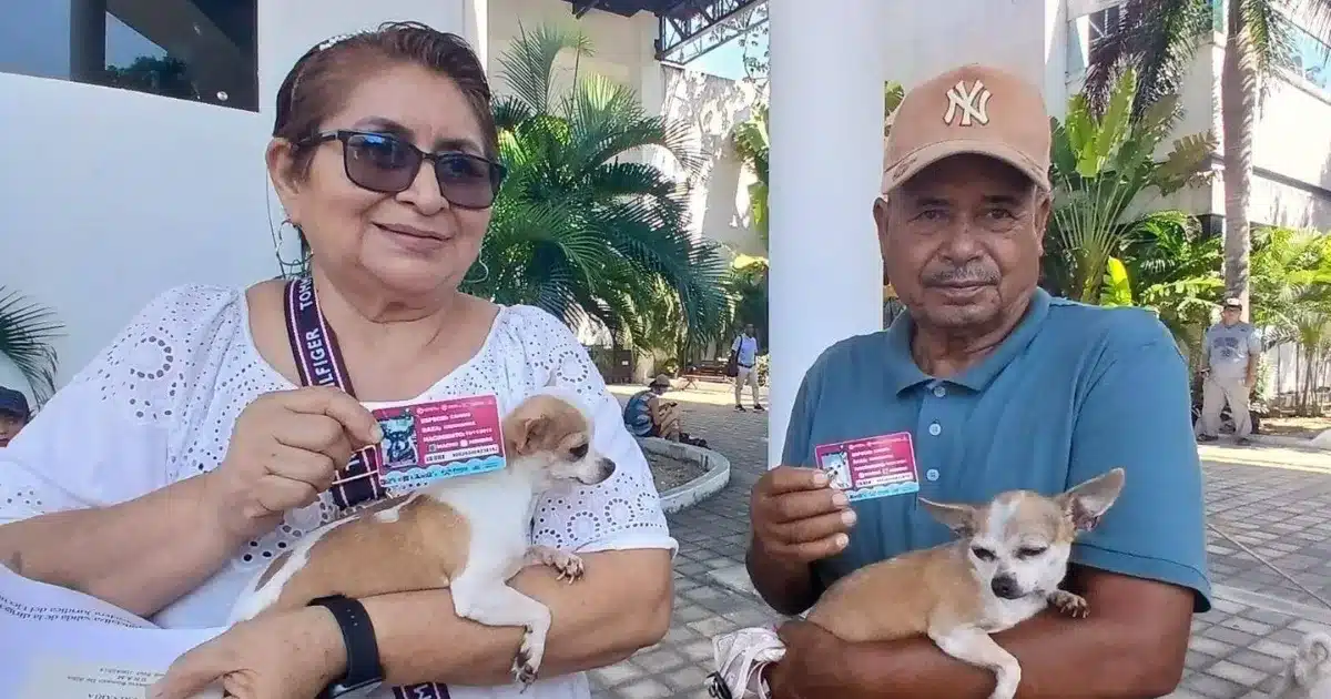 A dog being microchipped at a free pet registration event in Playa del Carmen, Mexico.