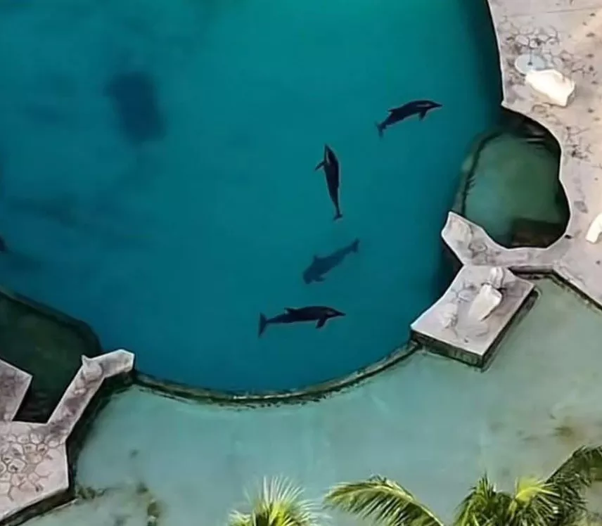 Dolphins swimming in a pool at a closed dolphinarium in Cancun, Quintana Roo
