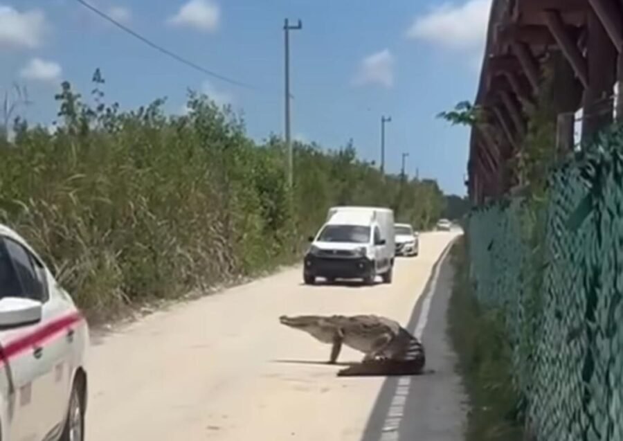 A large crocodile slowly crossing a paved road in Cozumel, with cars stopped in the background