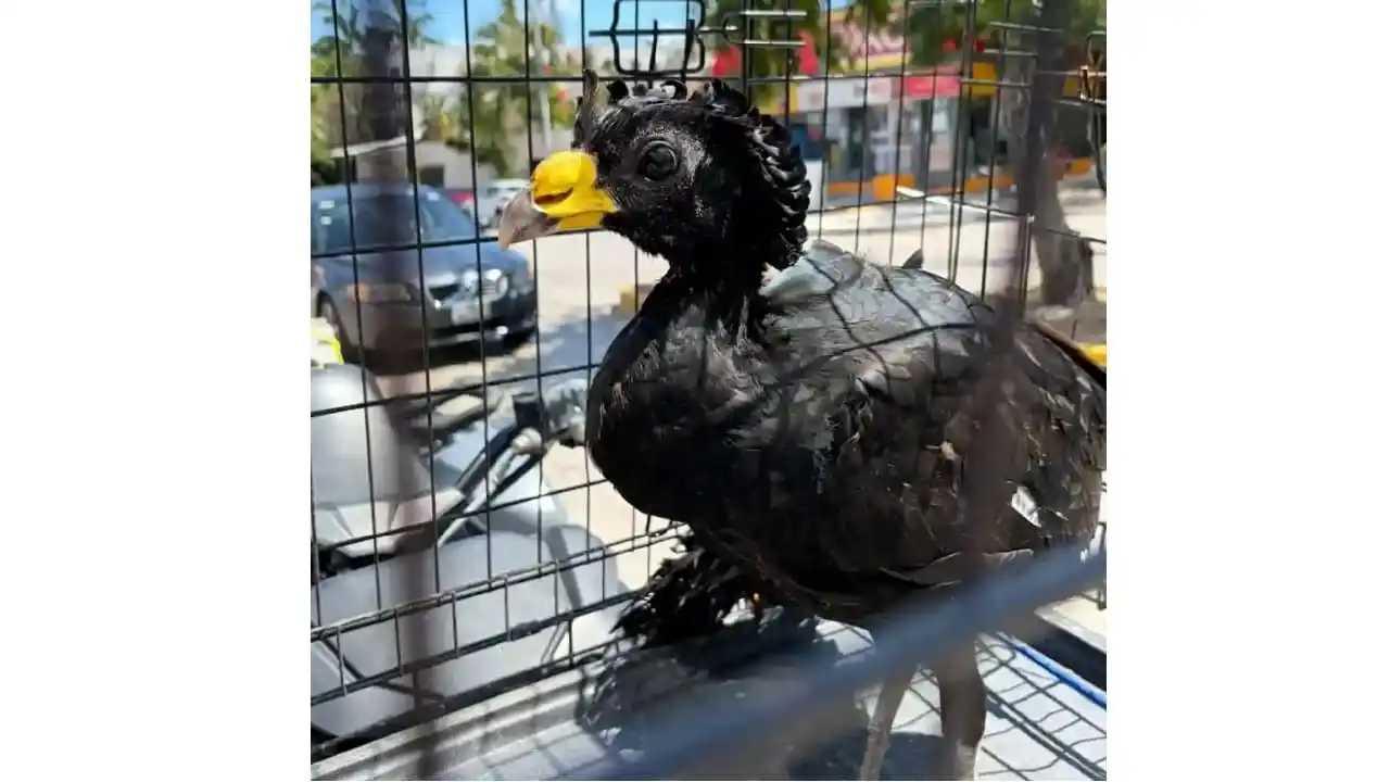 Environmental officials releasing a great curassow into a natural area in Cancún