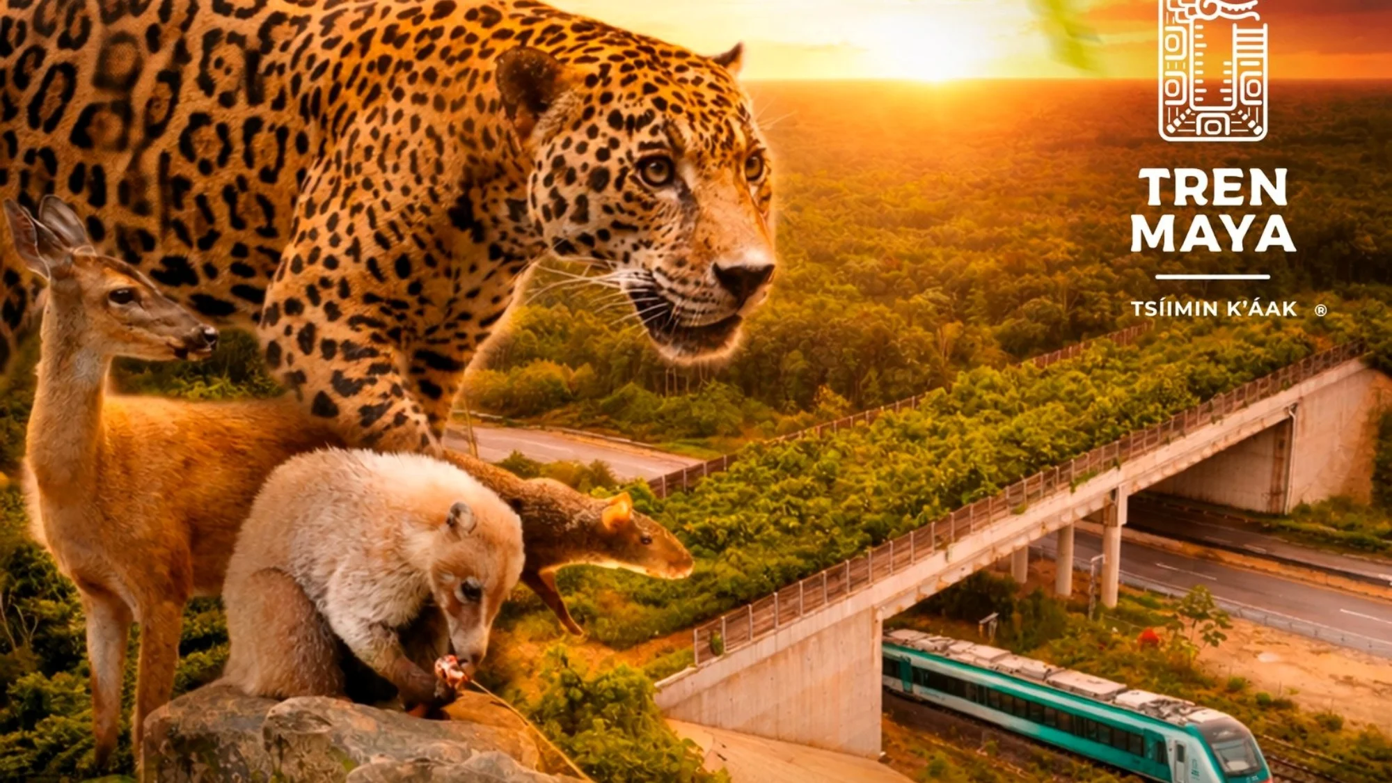 A jaguar crossing a wildlife passage structure on the Maya Train project in the Yucatan Peninsula jungle