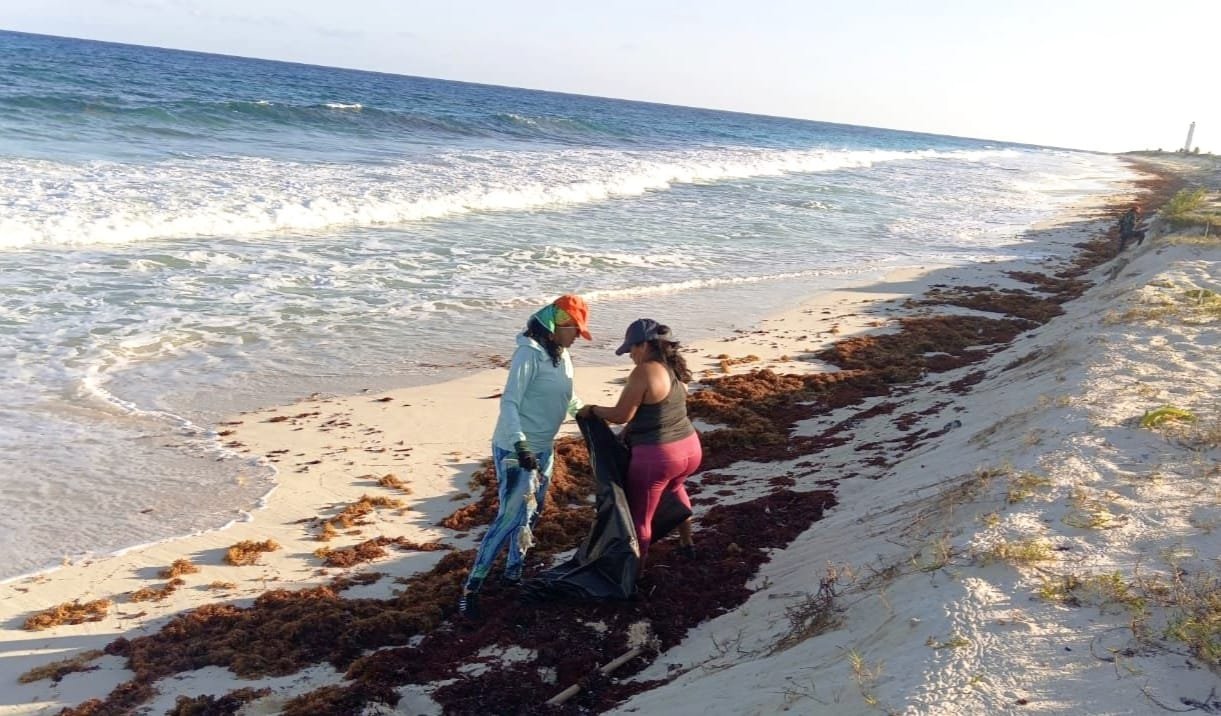 Loggerhead sea turtle nest on Punta Sur beach in Cozumel, Quintana Roo, Mexico