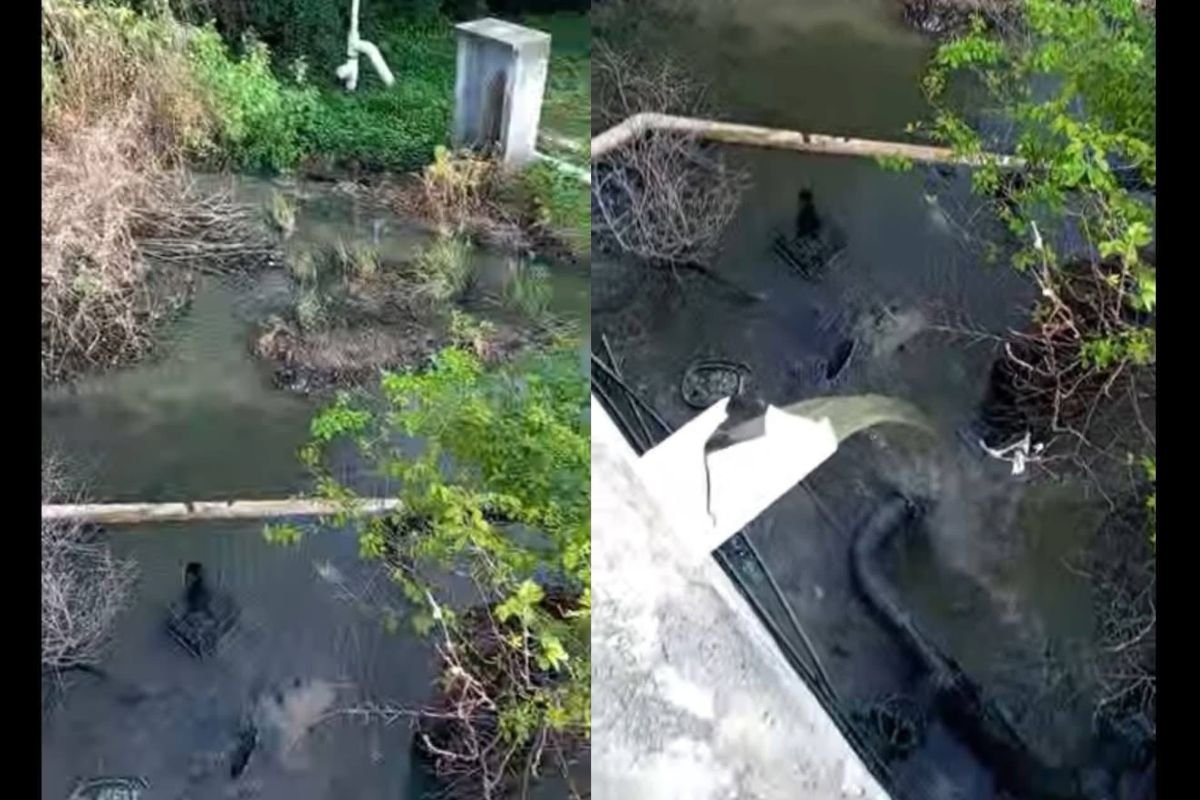 Polluted mangrove forest near Mahahual with visible sewage discharge
