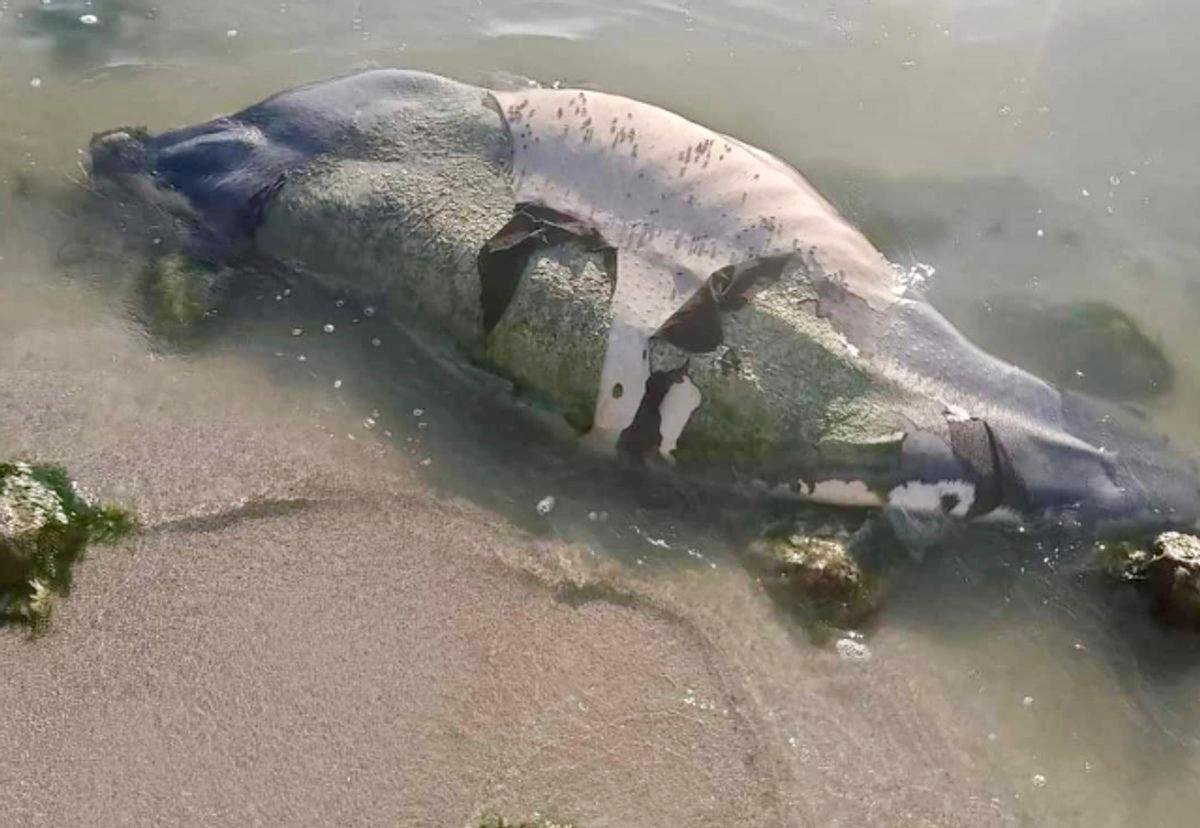 A deceased manatee floating in the waters of Chetumal Bay, Mexico