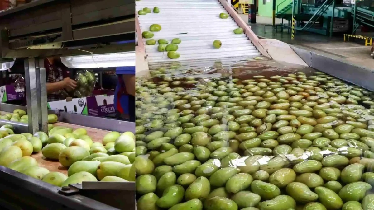 A crate of fresh mangoes ready for export from Mexico to the United States