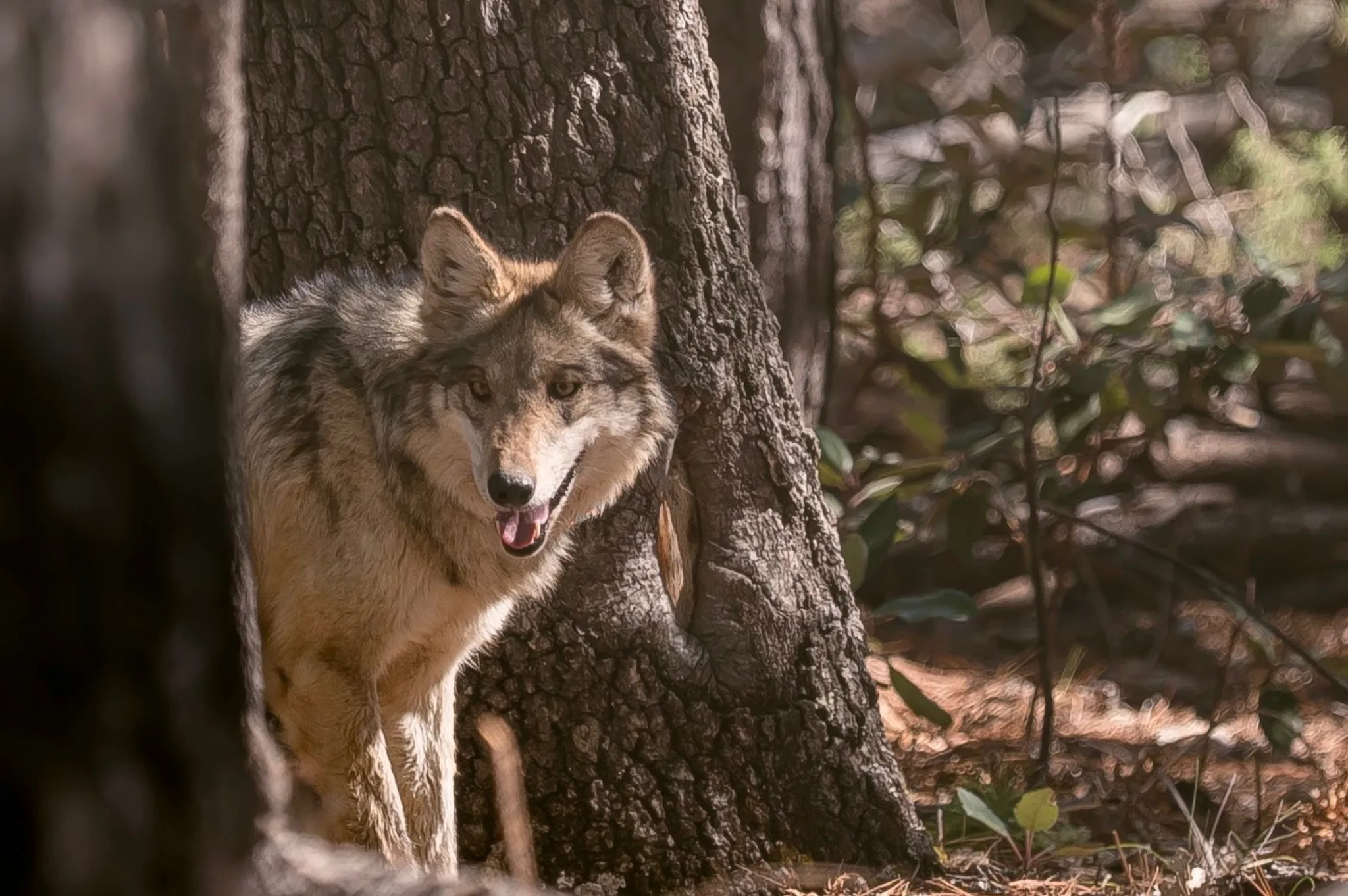 A family of Mexican wolves in their natural habitat in the Sierra Madre Occidental