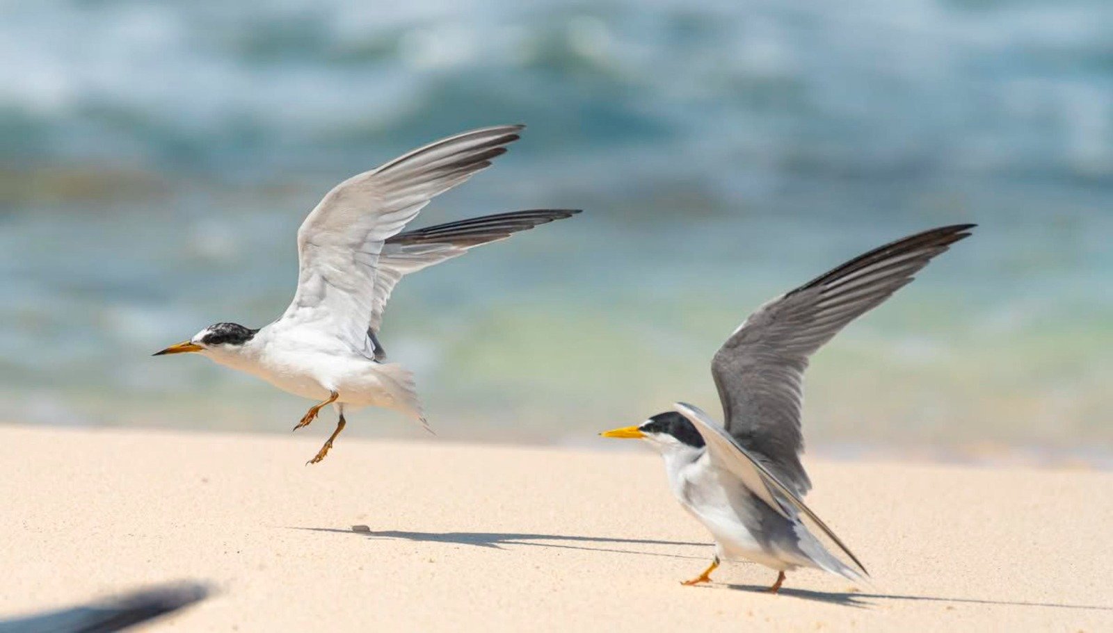 A group of migratory terns nesting on the sandy beach at Punta Sur Ecotourism Park in Cozumel, Mexico