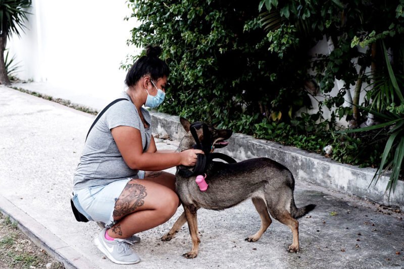 A dog being microchipped at a municipal event in Playa del Carmen